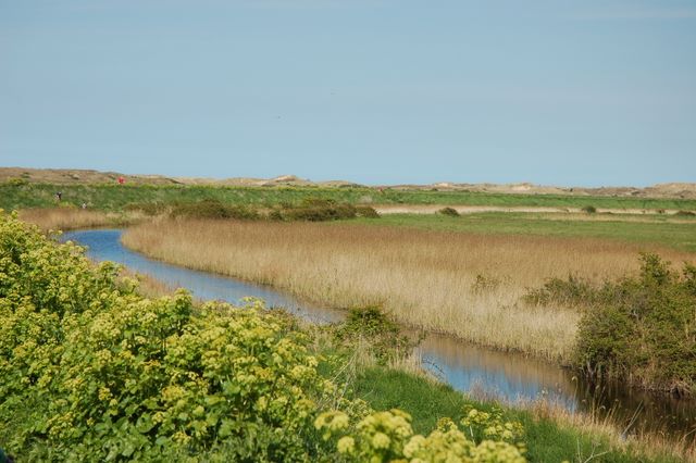 Path Along Coastal Marshes