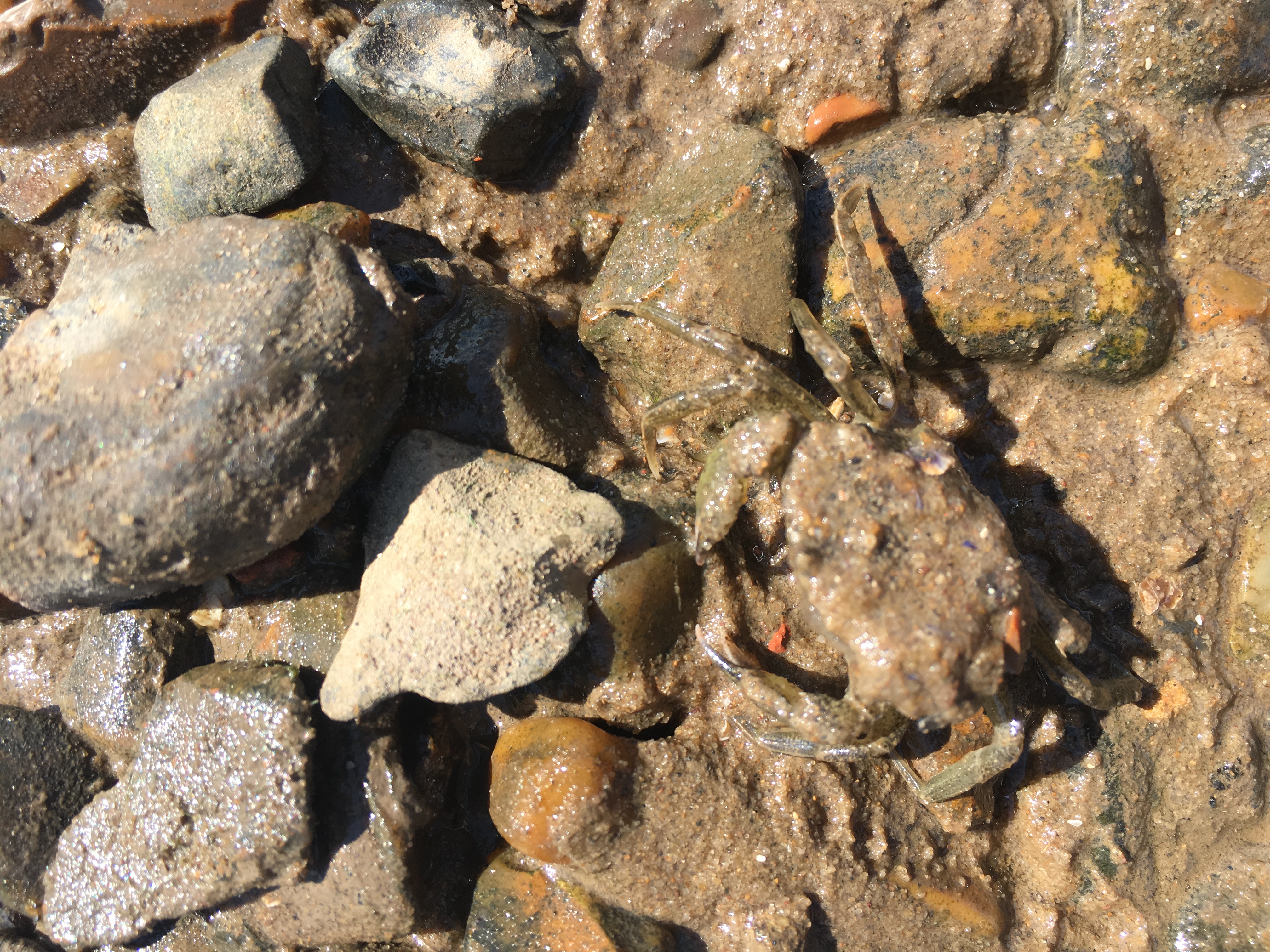 A little fella released after crabbing